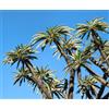 N/A Pachypodium lamerei var. ramosum 10 SEEDS - - SEMI Palma del Madagascar | Piant