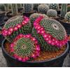 N/A Mammillaria neomystax 10 SEEDS - - SEMI di Cactus Raro