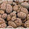 N/A Lithops schwantesii 10 SEEDS - - SEMI Sassi viventi | Piante di ciottoli