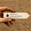 N/A Aylostera tuberosa FR1140 10 SEEDS - - SEMI di Cactus Raro