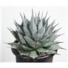 N/A Agave applanata 10 SEEDS - - SEMI Agave | Pianta del secolo
