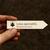 N/A Lotus spectabilis | 10 SEEDS - - SEMI Loto | Fiore sacro