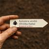 N/A Aylostera verebii DH336a (Salta) 10 SEEDS - - SEMI di Cactus Raro