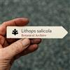 N/A Lithops salicola 10 SEEDS - - SEMI Pietre vive | Pianta di ciottoli
