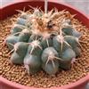 Worldplants Discocactus sp. Limpa 10 SEEDS - - SEMI di Cactus Raro