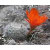 Worldplants Aylostera fiebrigii sp. pasorapa 10 SEEDS - - SEMI Aylostera | Cactus di Fiebri
