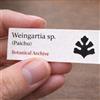 Worldplants Weingartia sp. (Paichu) 10 SEEDS - - SEMI di Cactus Raro