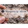 Worldplants Weingartia sp. HS158 10 SEEDS - - SEMI di Cactus Raro