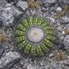 Worldplants Discocactus sp. Taioberas 10 SEEDS - - SEMI di Cactus Raro