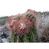 Worldplants Melocactus sp. (Barquimiseto, Venezuela) 10 SEEDS - - SEMI di Cactus Raro