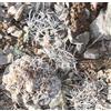 N/A Austrocactus ferrarii 10 SEEDS - - SEMI Cactus di Ferrari | Austrocactus