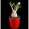 N/A Pachypodium rosulatum 10 SEEDS - - SEMI Piede d'elefante | Palma del Madagascar