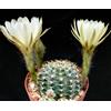 N/A Echinopsis anacantha R613A 10 SEEDS - - SEMI Cactus torcia | Cactus riccio