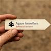 World Plants Agave hiemiflora | 10 SEEDS - - SEMI Agave | Pianta del secolo