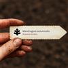 World Plants Mandragora autumnalis | Mandrake | 10 SEEDS - - SEMI Mandragora | Mandragola