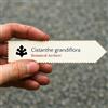 World Plants Cistanthe grandiflora | Rock Purslane | 10 SEEDS - - SEMI Portulaca delle rocce