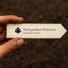 Botanical Archive Pachypodium fiherense 10 SEEDS - - SEMI Palma del Madagascar | Pachypodium di F