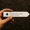World Plants Goeppertia ornata | 10 SEEDS - - SEMI Pianta a strisce | Calathea ornata