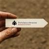 Botanical Archive Portulaca oleracea 10 SEEDS - - SEMI Portulaca | Erba porcellana
