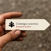 World Plants Crataegus azarolus | Azarole | Mediterranean Medlar | 10 SEEDS - - SEMI Lazzeru