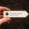 World Plants Limonium perezii | Statice, Sea Lavender | 10 SEEDS - - SEMI Lavanda di mare |