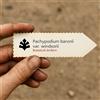 Botanical Archive Pachypodium baronii var. windsorii 10 SEEDS - - SEMI Palma del Madagascar | Pac