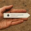 N/A Portulaca cryptopetala 10 SEEDS - - SEMI Portulaca | Pianta del sole