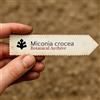 World Plants Miconia crocea | Glossy Miconia, Colca | 10 SEEDS - - SEMI Miconia lucida | Col