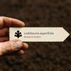 N/A Ledebouria asperifolia | African Hyacinth | 10 SEEDS - - SEMI Giacinto africano