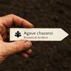 World Plants Agave chazaroi | 10 SEEDS - - SEMI Agave | Pianta del secolo