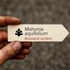 World Plants Mahonia aquifolium | Oregon Hollygrape | 10 SEEDS - - SEMI Uva dell'Oregon | Ag