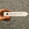 World Plants Agave aurea var. aurea | Golden Agave | 10 SEEDS - - SEMI Agave dorata | Agave