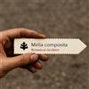 World Plants Melia composita | Malabar Neem, Royal Neem | 10 SEEDS - - SEMI Neem Malabaro |