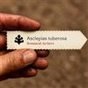 World Plants Asclepias tuberosa | 10 SEEDS - - SEMI Erba delle farfalle | Radice di pleurite