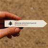 World Plants Albizia zimmermannii | 10 SEEDS - - SEMI Albero della seta | Mimosa
