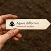 World Plants Agave difformis | 10 SEEDS - - SEMI Agave | Pianta del secolo
