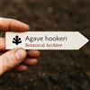 World Plants Agave hookeri | Hooker's Agave | 10 SEEDS - - SEMI Agave di Hooker | Agave hook