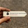 Botanical Archive Sempervivum arachnoideum 10 SEEDS - - SEMI Barba di Giove | Succulenta ragnatel