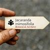 N/A Jacaranda mimosifolia | Blue Jacaranda | 10 SEEDS - - SEMI Jacaranda blu | Albe