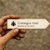 World Plants Crataegus rosei | 10 SEEDS - - SEMI Biancospino rosa | Spina di Rosa