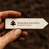 World Plants Araucaria luxurians | Coast Araucaria Lush Araucaria | 10 SEEDS - - SEMI Arauca