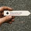 World Plants Araucaria rulei | Rule Araucaria | 10 SEEDS - - SEMI Araucaria di Rule | Pino d