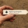 World Plants Agave guiengola | 10 SEEDS - - SEMI Agave | Pianta del secolo