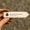 N/A Jacaranda obtusifolia | 10 SEEDS - - SEMI Jacaranda | Ebano verde
