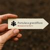 Botanical Archive Portulaca grandiflora 10 SEEDS - - SEMI Portulaca | Fiore di sole