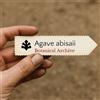 World Plants Agave abisaii | 10 SEEDS - - SEMI Agave | Pianta del secolo