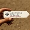 N/A Lagerstroemia floribunda | Tropical Crapemyrtle | 10 SEEDS - - SEMI Mirto tropi