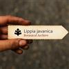 N/A Lippia javanica | 10 SEEDS - - SEMI Tè della febbre | Cespuglio di limone