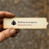 N/A Nolina erumpens | Foothills Beargrass | 10 SEEDS - - SEMI Erba orso delle colli