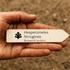 N/A Hesperomeles ferruginea | 100 SEEDS - - SEMI Biancospino andino | Biancospino f